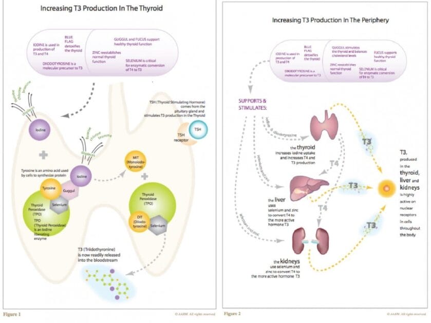 How Hypothyroid Herbal Therapeutics help Thyroid Issues