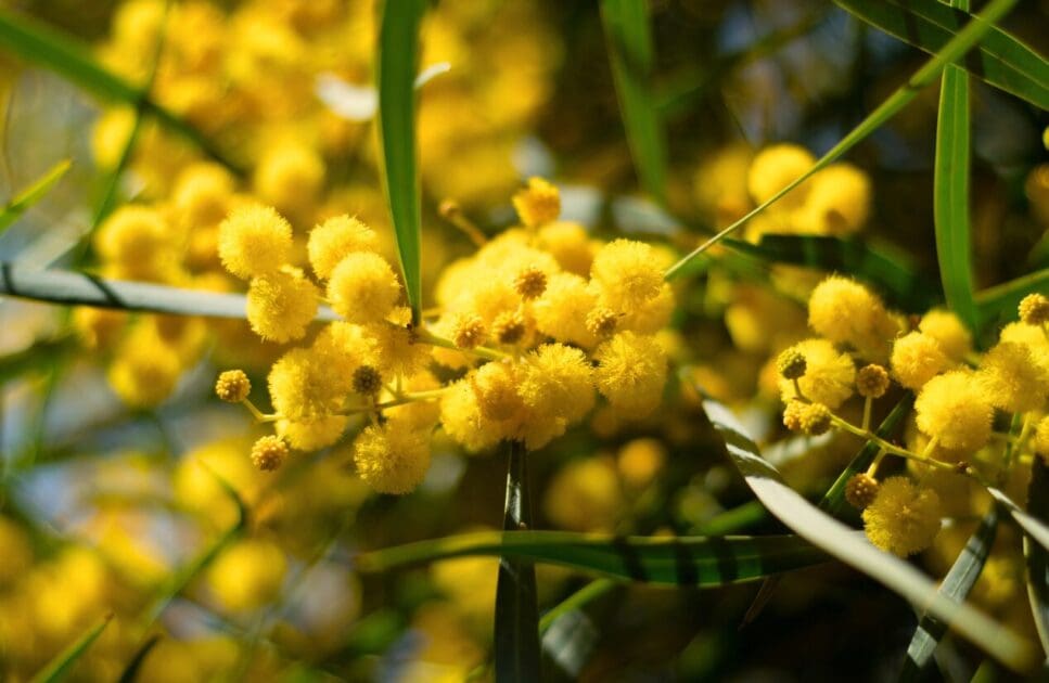 Close-up image of yellow wattle flowers in full bloom. Plant-Based Eating from around the world. Brisbane Livewell Clinic