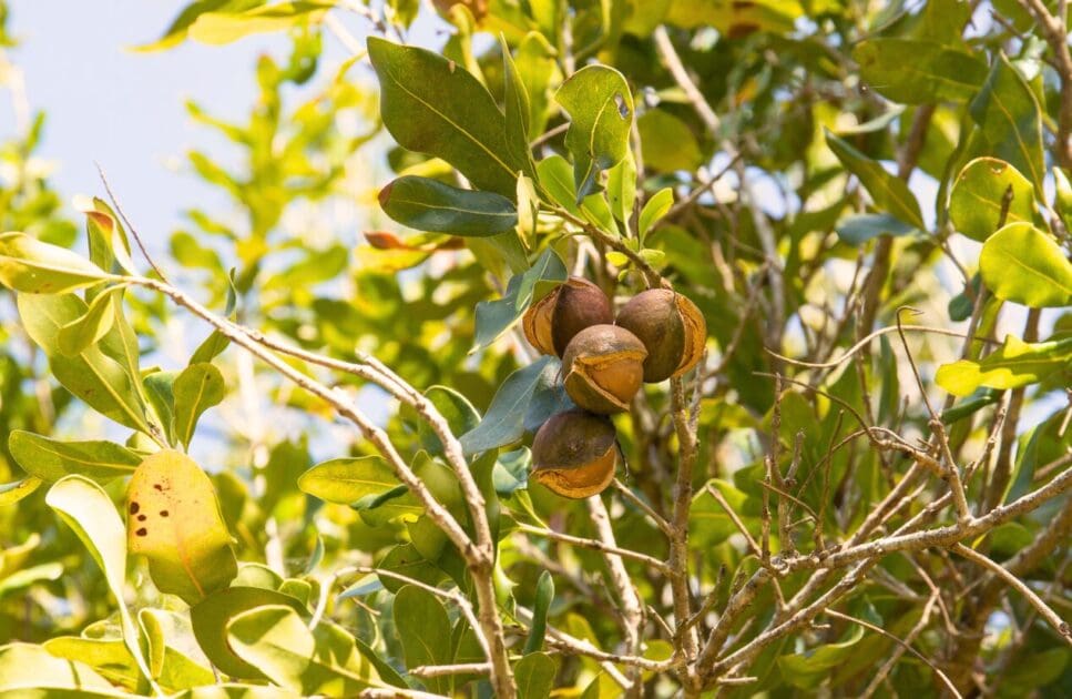 A close-up image of a macadamia tree branch. Plant-Based Eating from around the world. Brisbane Livewell Clinic
