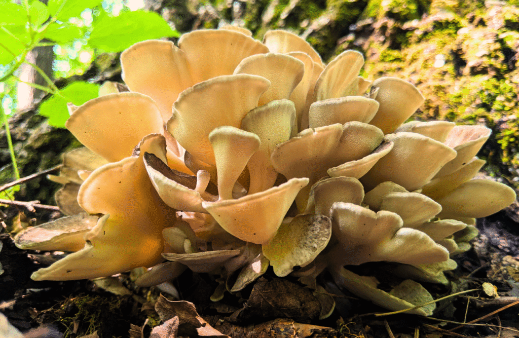 Maitake Mushroom. Medicinal Mushrroms. Brisbane Livewell Clinic