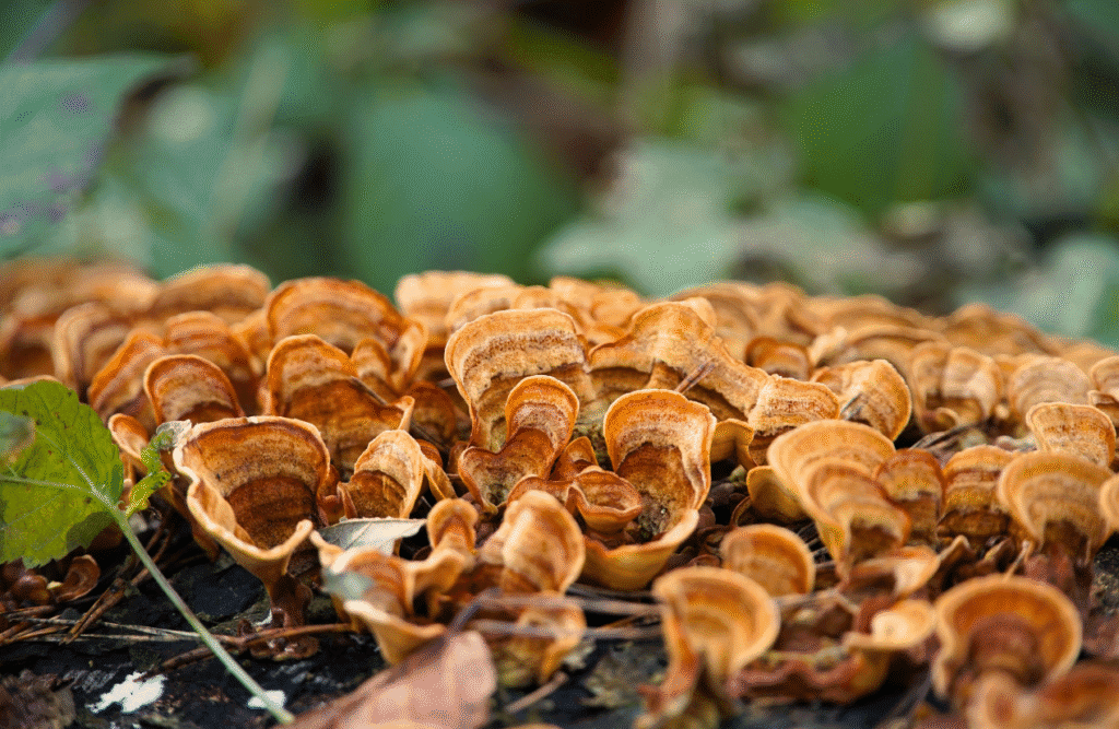 Trametes versicolor. Medicinal Mushrooms. Brisbane Livewell Clinic