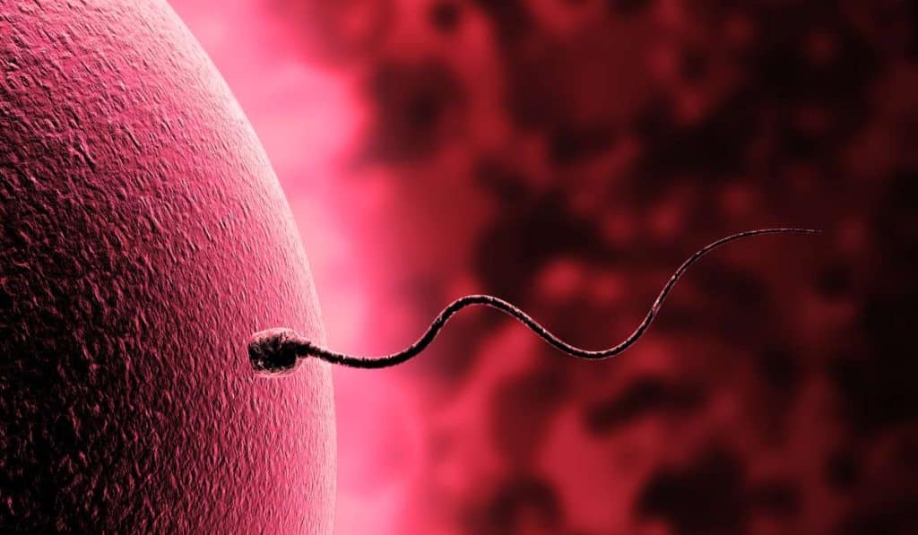 Sperm Health showing. Brisbane Livewell Clinic