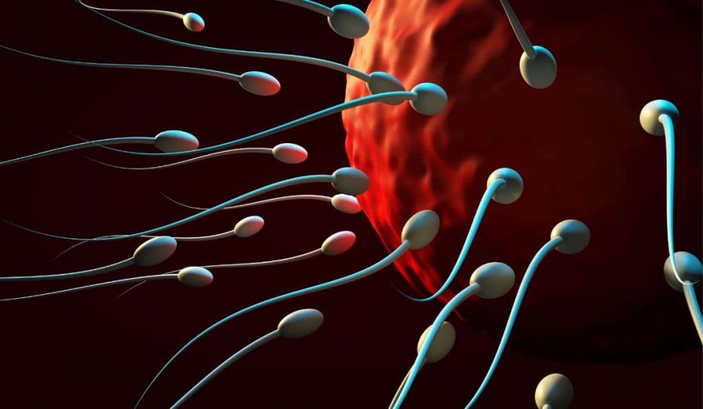 Significant impact on Sperm Health. Brisbane Livewell Clinic
