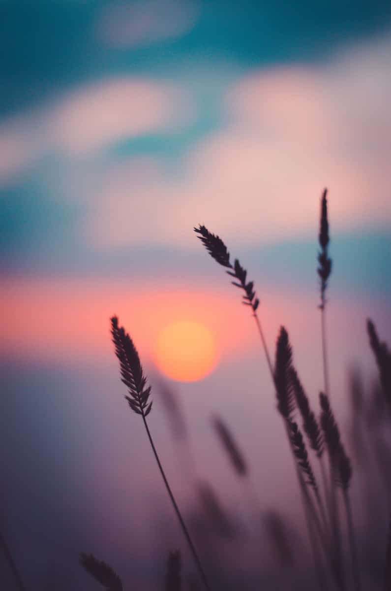 silhouette of wheat during sunset. Hypnotherapy FAQs and Hypnotherapy Facts